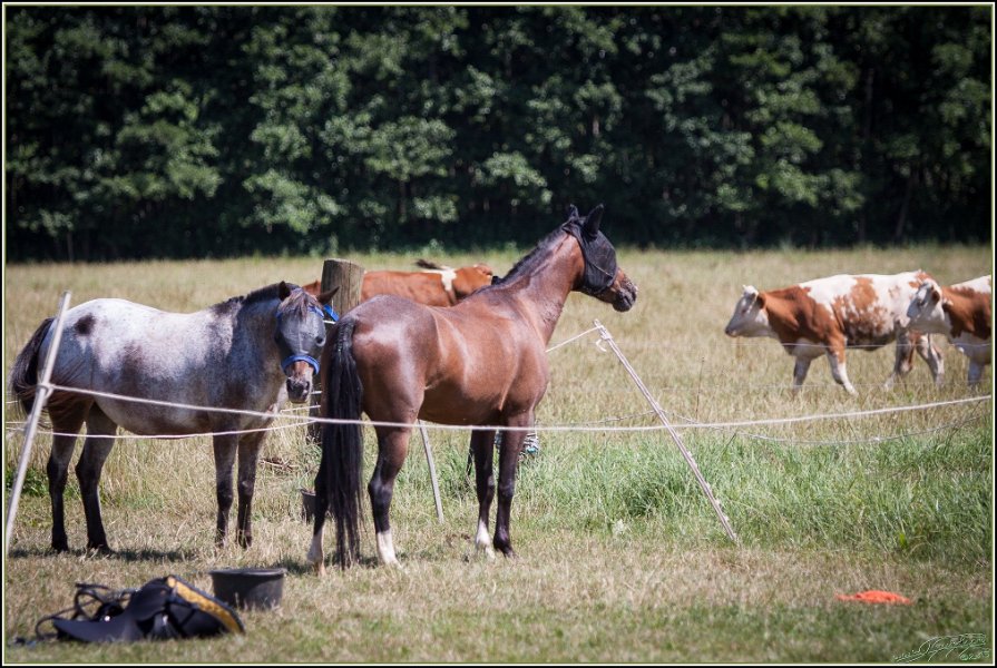 Mounted Games 243